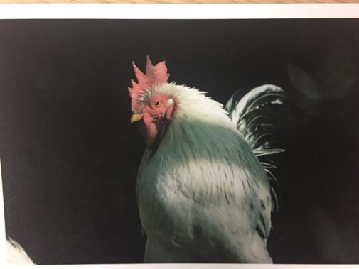 フォトスキャン1